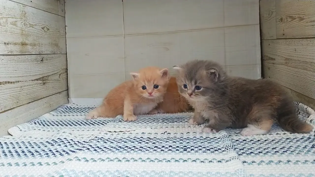 動画