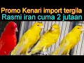 Download Lagu PROMO KENARI IMPORT TERGILA  KENARI RASMI IRAN CUMA 2 JUTAAN DI PASAR BURUNG PRAMUKA HARI INI