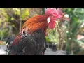 Download Lagu SUARA AYAM HUTAN JANTAN PIKAT DURASI PANJANG