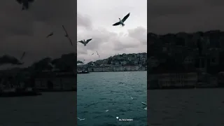 أنا ياطير ضيعني نصيبي 