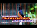 Download Lagu TERAPI MURAI BATU STRES DAN  MACET BUNYI❗️🔥DENGARKAN OCEHAN MURAI BATU INI DENGAN SUARA AIR MENGALIR