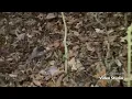 Bear X Banish 420 Crossbow First Kill
