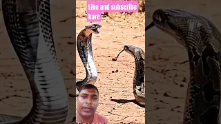 Jk Sp Njee Snake Cobra Wildlife Animals Jkty Kahsu Sadabahaarnagme Funnyanimal 