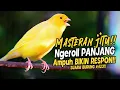 Download Lagu SUARA BURUNG |423| Kenari GACOR PANJANG INI Cocok untuk Masteran KENARI PAUD dan Kenari Macet BUNYI
