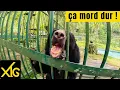 Download Lagu 708 We're playing VIPs among the animals. Manon almost lost a finger! #venezuela #danger