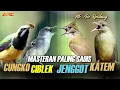 Download Lagu KAPAS TEMBAK GACOR - CIBLEK - CUCAK JENGGOT - CUCAK CUNGKO