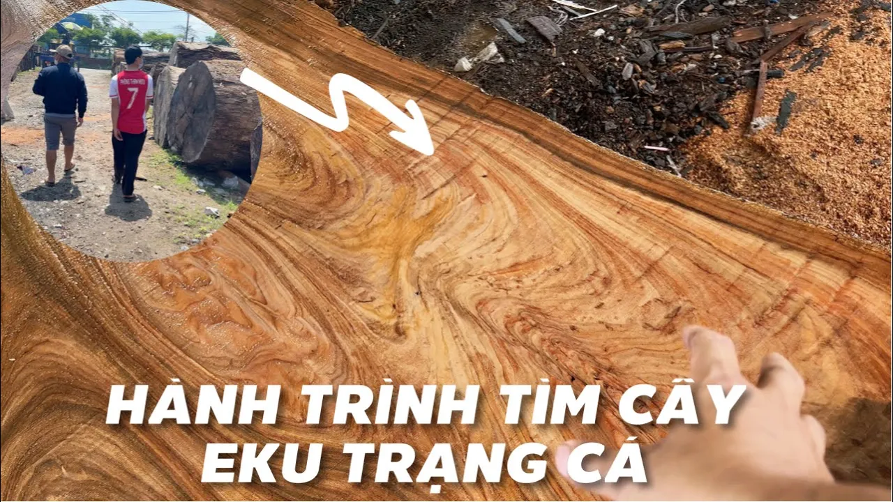 Hành trình đi tìm những cây gỗ đột biến làm sập chiếu ngựa | nội thất hương chi