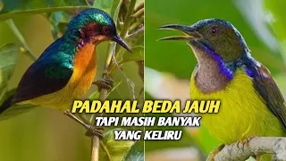 the difference between the wulung hummingbird and the coconut hummingbird
