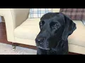 Olive and Mabel - looking for love