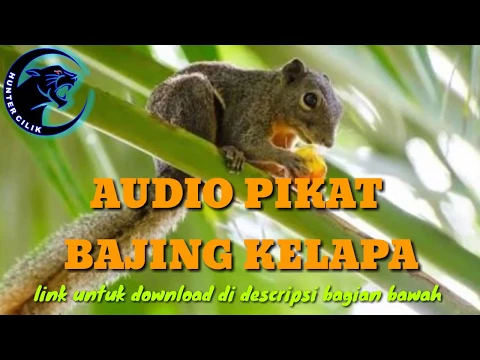 Download MP3 SUARA PIKAT BAJING KELAPA download mp3