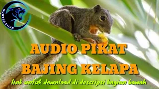suara pikat bajing kelapa download mp3