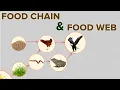 Food Chain and Food Web in Eco-system Environmental Science Letstute