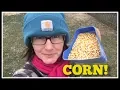 WHY Give CORN to Your Chickens