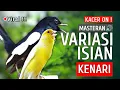 Lagu 🔴 [ID] Viral!!! - Masteran Kacer Gacor - Variasi isian Kenari | Suara Burung Kacer Materi isian‼️