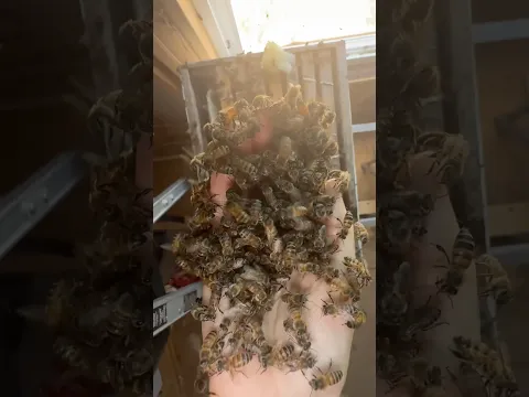 Beekeeper POV: Scooping Bees by Hand