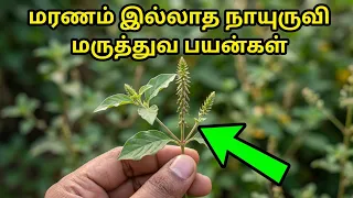 மரணம் இல்லாத நாயுருவி மருத்துவ பயன்கள் | Achyranthes Aspera Herb Uses Benefits | Herb Help