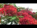 Download Lagu 20230610 Flamboyan tree in full bloom S2790002