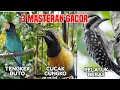 Download Lagu 3 MATERI GACOR‼️ Cucak Cungkok vs Tengkek Buto vs Pelatuk Beras – Buat Murai Batu   #cucakcungkok