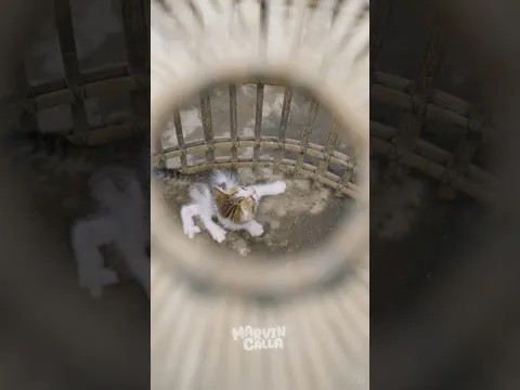 marvin tolongin anak kucing yang ga bisa jalan