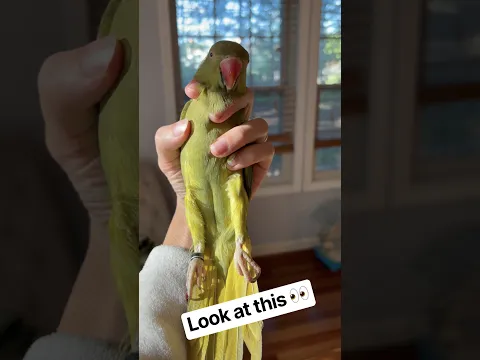 She loves being held I promise π #lookatthis #talkingbird #talkingparrot #cuteanimals #cutepets