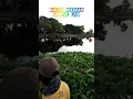 Lagu buaya nya datang lagi NEMANI  mancing sepat Siam