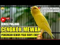 Download Lagu 🛑 SUARA BURUNG | Kenari GACOR PANJANG INI Cocok untuk Masteran KENARI PAUD dan Kenari Macet BUNYI