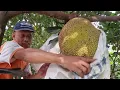 Lagu PANEN NANGKA RAKSASA di Pekarangan! | Metik Buah Nangka Super Jumbo dari Pohon