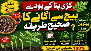 How to Grow Curry Patta Plant from Seeds | Curry Leaves Seeds Se Ugane Ka Sahi Tarika