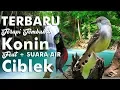 Download Lagu Terbaru Terapi Konin Full Tembakan Feat Ciblek + Suara Air HD