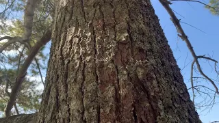 Winterizing and Varnishing Down Below on Norna