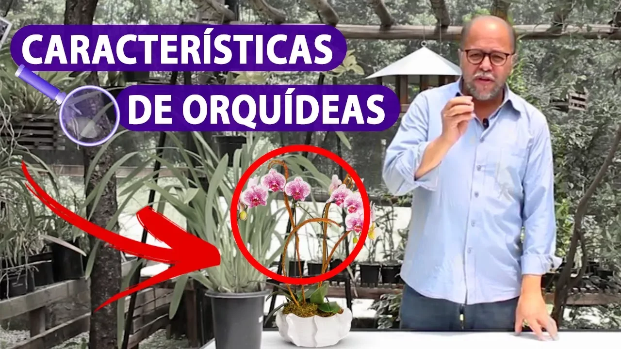 ORQUIDEA CARACTERISTICAS ORQUIDEA NEGRA