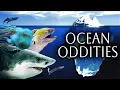 The Ocean Oddities Iceberg Explained