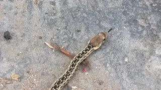 Snek  Snek