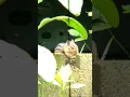 Download Lagu avenge x 22 cal. 21 gr. javelin slug VS chipmunk 🐿 #hunting #slug #sluglife
