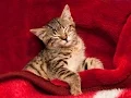 Sleep Music Calm Music for Sleeping Delta Waves Insomnia Relaxing Music 8 Hour Sleep 2259
