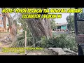 Download Lagu Scary!! An old banyan tree refused to fall due to an excavator trick to normalize the Bekasi Rive...