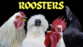 chicken crowing rooster sound alarm suara ayam berkokok panjang g g y galo gallinas ayam kukuruyuk