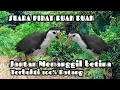 Download Lagu SUARA PIKAT BURUNG RUAK RUAK JANTAN MEMANGGIL BETINA PALING AMPUH 