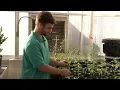 A joint effort LSU AgCenter and Good Day Farm Louisiana will grow and sell medical marijuana