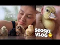 Download Lagu Seoski ŽIVOT u Bosni! U mojoj avliji kao malo obdanište! Nisam planirala ovoliko pilića… 🌿