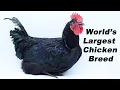 Raising Jersey Giant Chickens For Meat Hatching Eggs to Butcher - The Entire Process Shawn Woods