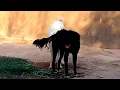 Dog mating season has begun Subscribe to the channel