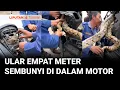 Download Lagu Dramatis! Detik-detik Evakuasi Ular Sepanjang Empat Meter dari Motor, Petugas Damkar Kesulitan