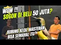 Download Lagu Prio Excellent Kaget Dengar Harga Sogon Ini Saat Ingin Membeli Untuk Masteran