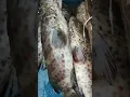 ikan kerapu macan