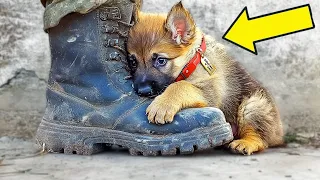 Strange Puppy Was About To Be Put Down - Then Vet Reads Its Collar...
