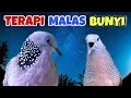Download Lagu Sempurna‼️Tekukur Gacor Suara Rapat Vs Perkutut Lokal Suara Tajam