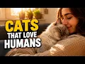 12 Most Affectionate Cat Breeds That Love Humans Cuddly Friendly Cats