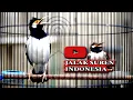 Download Lagu MASTERAN JALAK SUREN AGAR SELALU GACOR   #jalaksuren #masteranburung