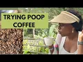Download Lagu Trying the MOST EXPENSIVE Coffee in the World - KOPI LUWAK In Indonesia